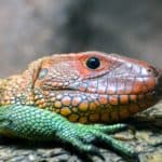 Common caiman lizard