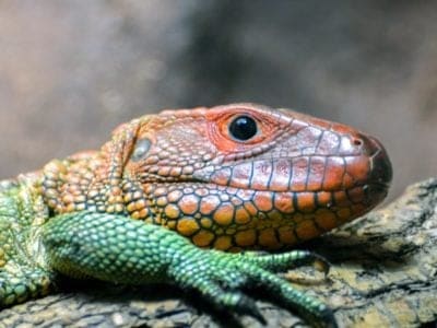 Caiman Lizard Picture