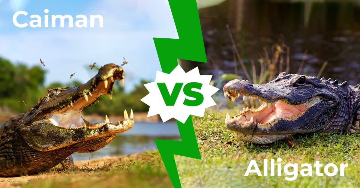 Caiman Vs Alligator