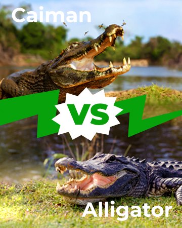 Differences Between Caimans and Alligators