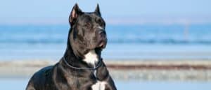 Italian Cane Corso dog at the beach