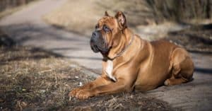 Worst Dog Breeds for New Owners Picture