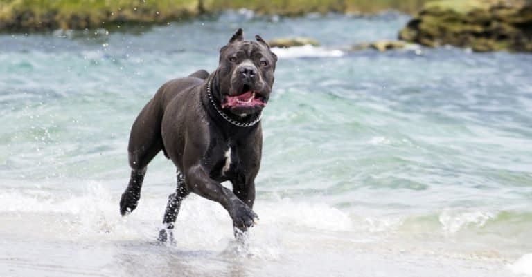 Cane Corso dog playing the surf at the sea.