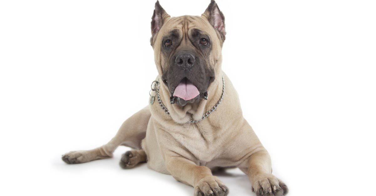 Comparing My Dog's Size BIG & little - Giant Cane Corso 