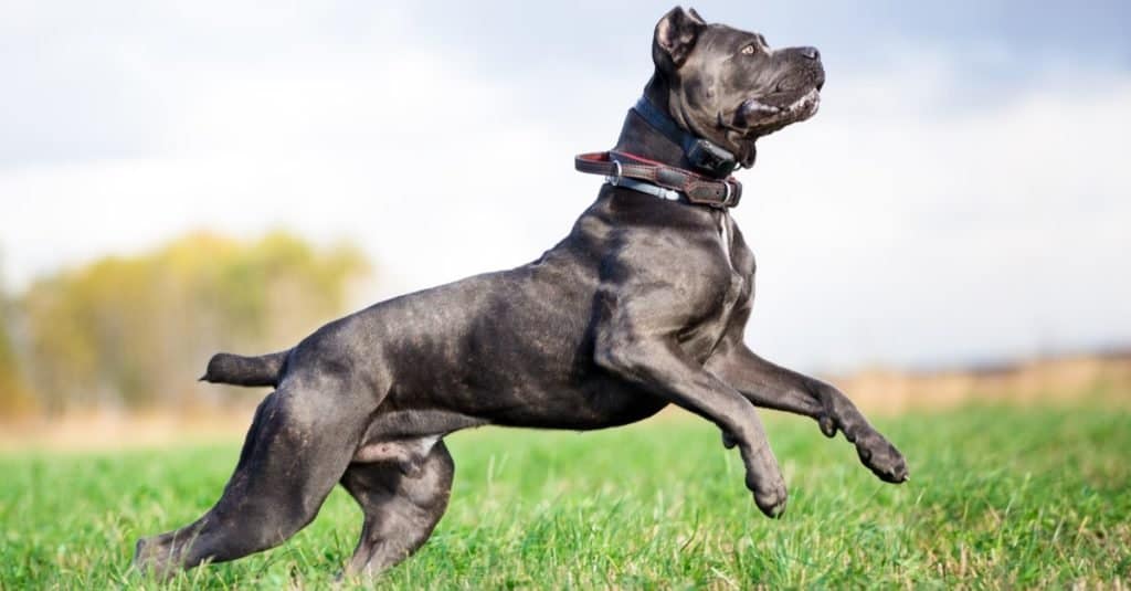 Grey Cane Corso dog playing in field