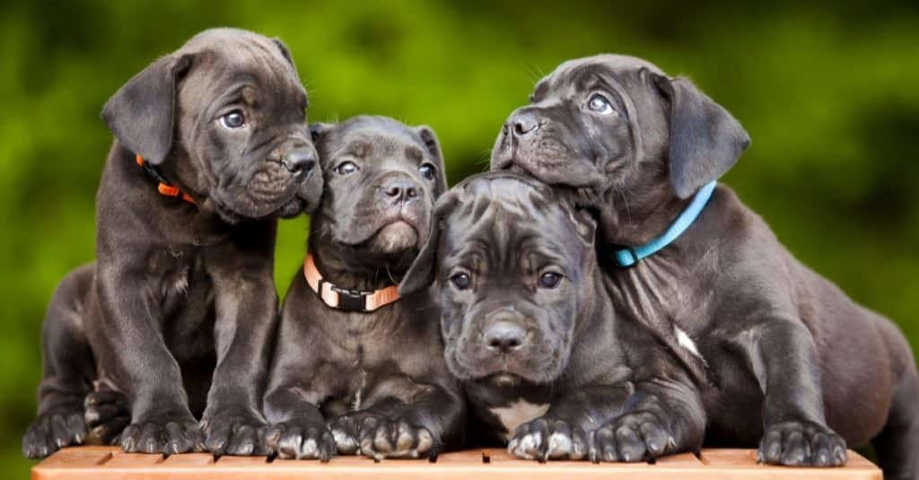 Adorable Cane Corso puppies playing.