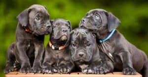Cane Corso Lifespan: Average Life Expectancy and More! Picture