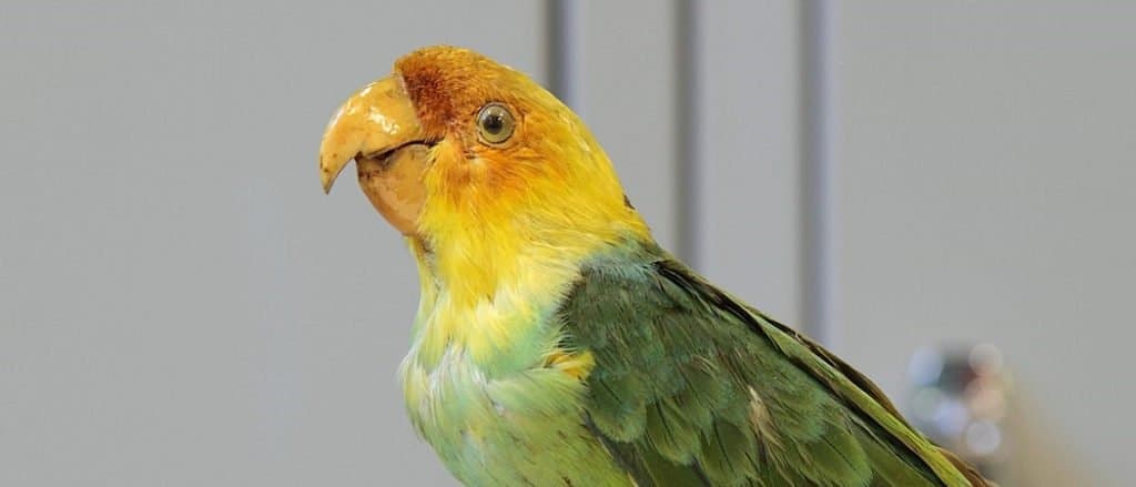 Carolina Parakeet close-up