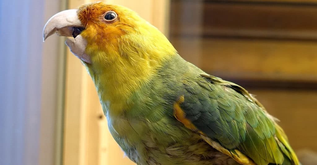 Carolina Parakeet exhibit in the Redpath Museum, McGill University - Montreal, Quebec, Canada.