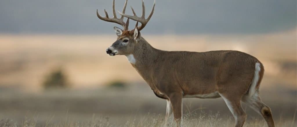 Animals in Central America