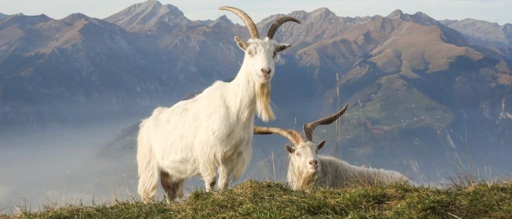 Goat Beards: 10 Surprising Facts - AZ Animals