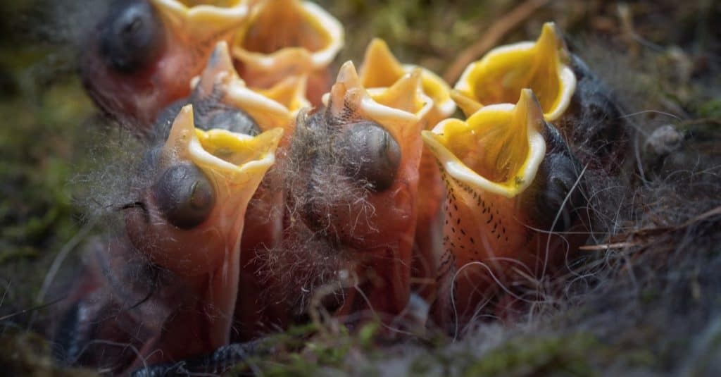Eight newborn baby Chickadees open mouths in the nest.