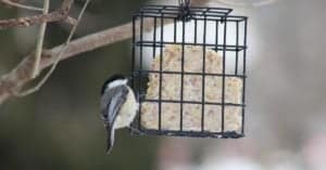 What Do Chickadees Eat? Picture