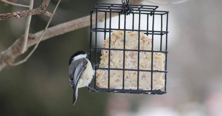 Chickadee feasting on suet at a bird feeder.