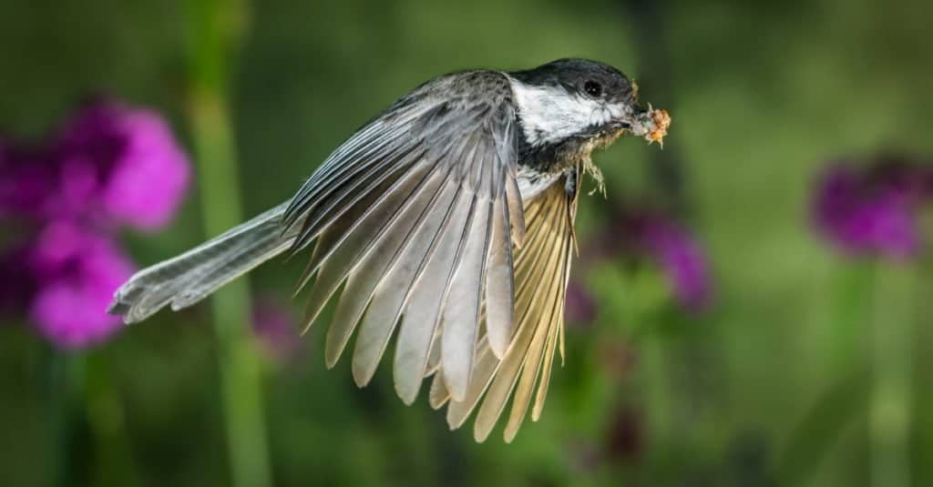 What Do Chickadees Eat?