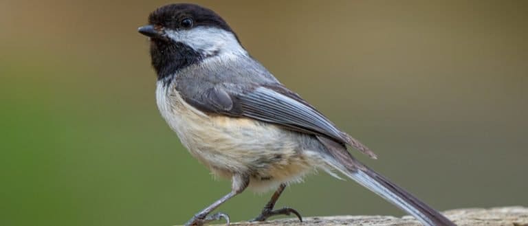 Black capped chickadee waits for bird seed while perched nearby at the park
