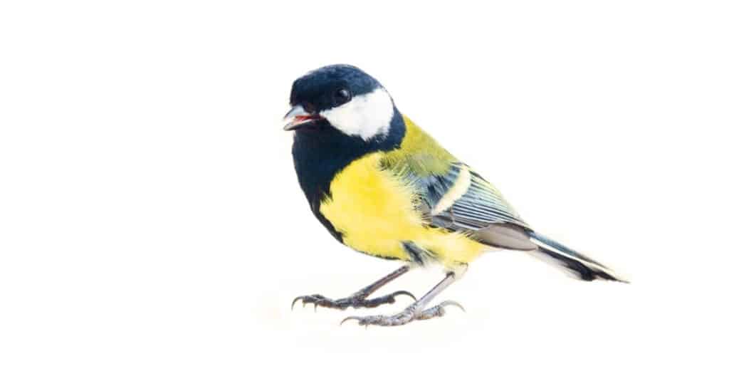 A Chickadee (The Great tit) isolated on a white background.