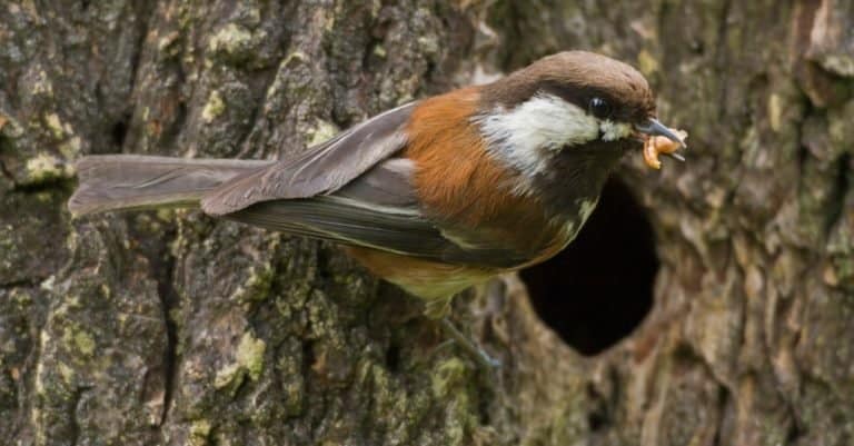 Chestnut-backed Chickadee at nest cavity with food for the babies.