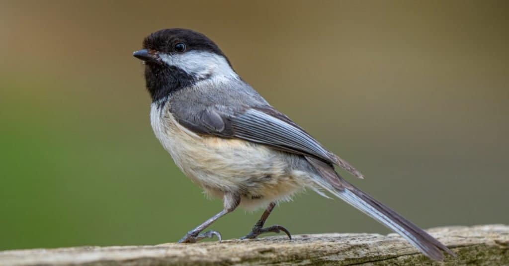 Black-capped Chickadee waits for bird seed while perched nearby at the park