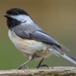 Black-capped Chickadee