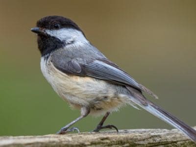 Black-Capped Chickadee Picture