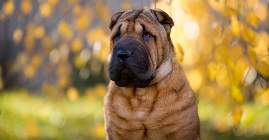 Chinese Shar-Pei close-up in an autumn garden.