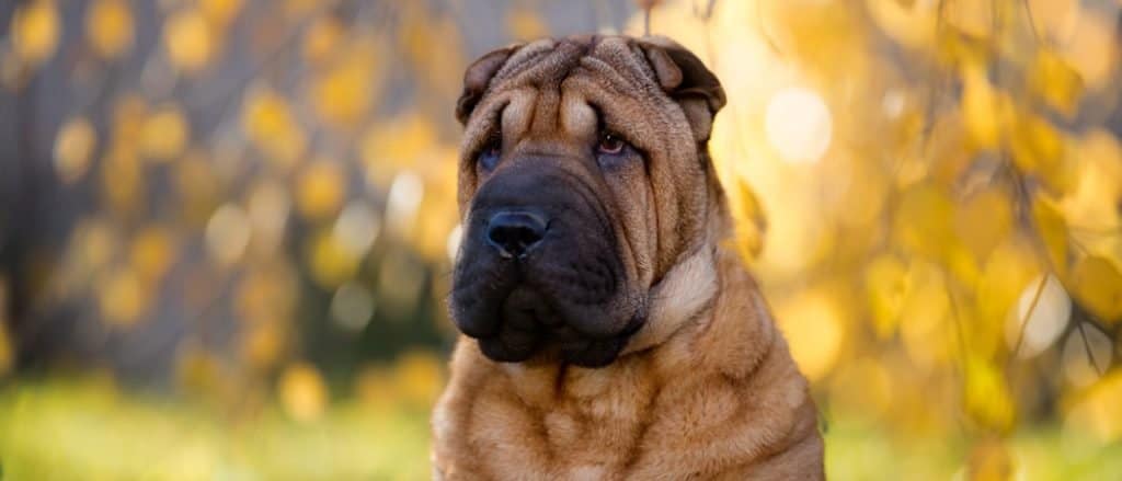 Chinese Shar Pei close-up