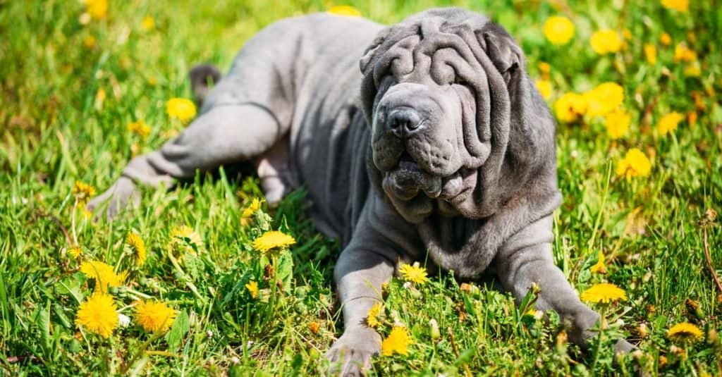 Blue Shar Pei Dog in green grass in a park. The Shar Pei, or Chinese Shar-Pei, is a breed of dog known for its distinctive features of deep wrinkles.