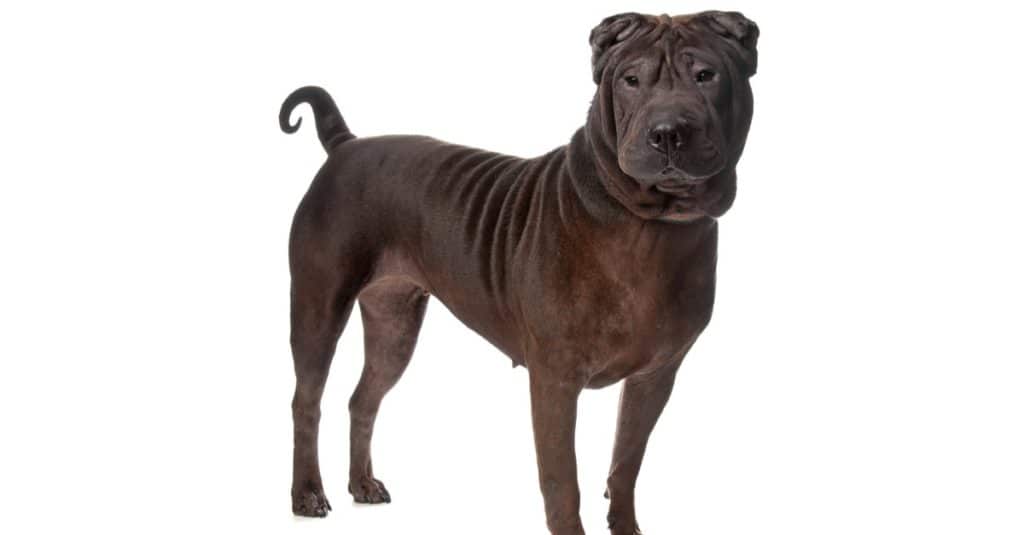 Chinese Shar-Pei with tapered curly tail visible.