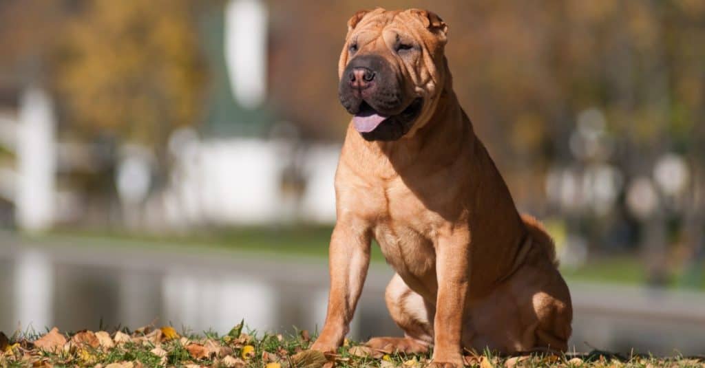 Chinese Shar-Pei sitting on the grass in the garden.