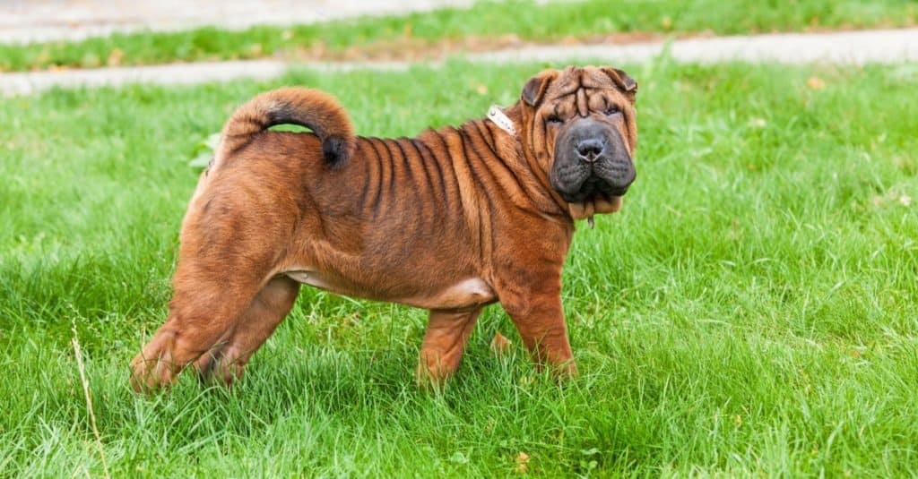 A beautiful, young red fawn Chinese Shar-Pei dog standing on the lawn, distinctive for its deep wrinkles and considered to be a very rare breed.