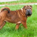 Chinese Shar-Pei