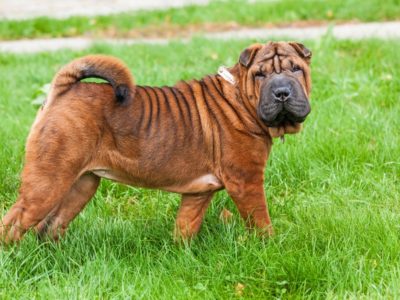 A What Were Shar Peis Bred For? Original Role, Jobs, History, and More