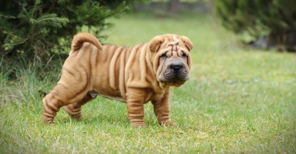 Chinese Shar-Pei puppy playing outside in the garden.