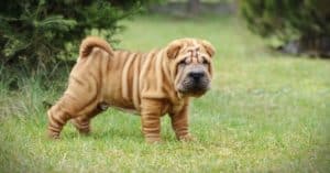The 3 Types of Shar Pei Dogs Picture