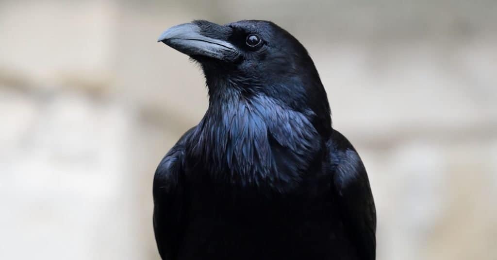 Close up portrait of a common raven (Corvus corax)