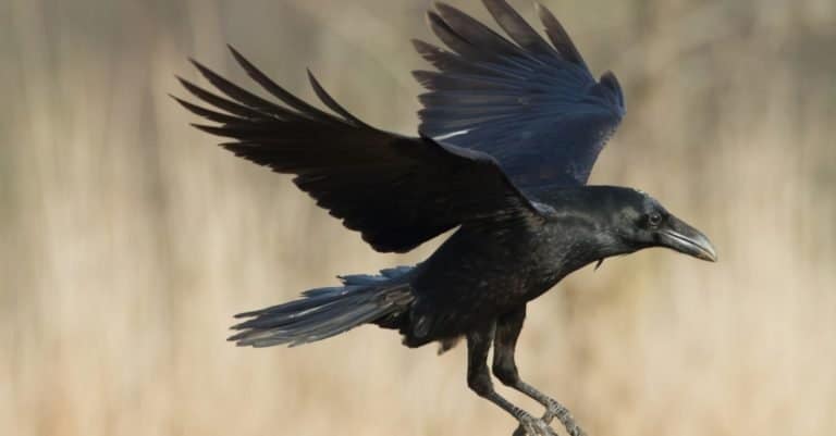 Common Raven (Corvus corax) flying over a field.