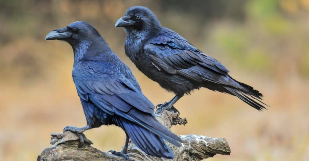 A pair of Common Crows on an old tree stump.