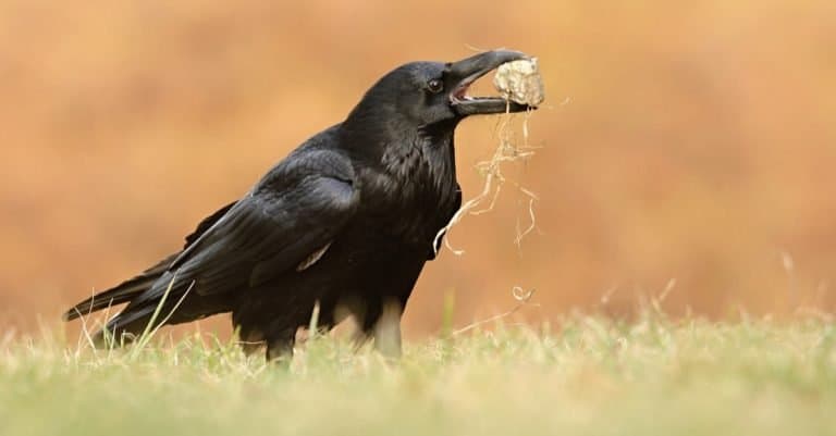 The Common Raven (Corvus corax), also known as the northern Raven, playing with a stone.