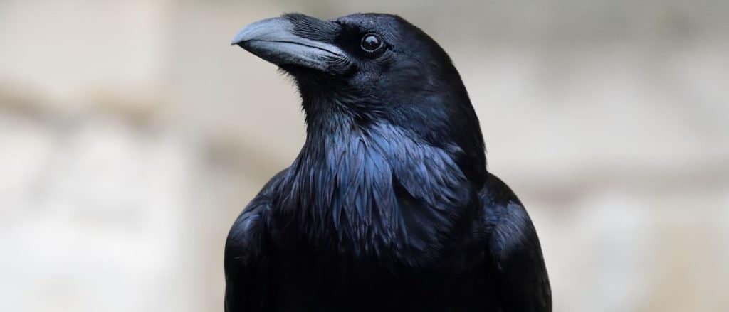 Close up portrait of a Common Raven (Corvus corax)