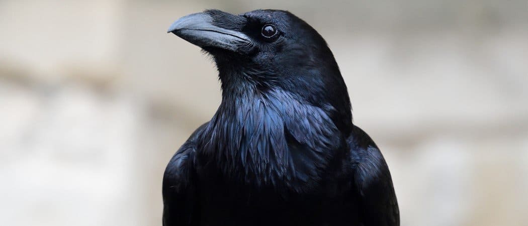 Common Raven Bird Facts | Corvus corax - AZ Animals