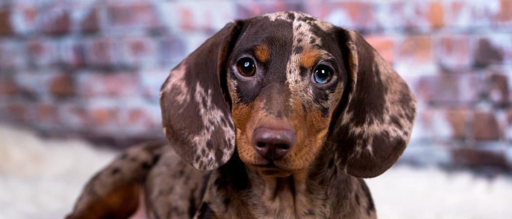 what makes a dachshund a dapple