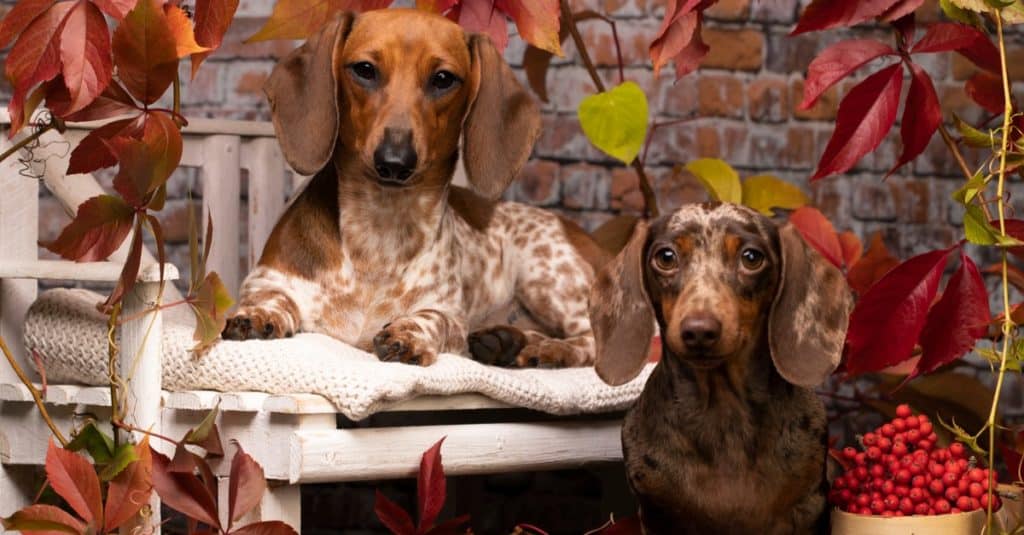 Two Dapple Dachshunds playing on a chair.