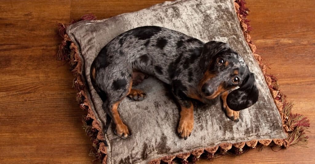 do dapple dachshunds have health problems