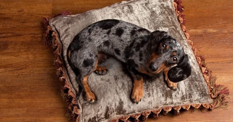 Beautiful silver and black Dapple Dachshund looks up at the camera from his bed on a silver pillow.