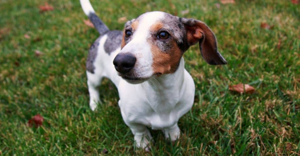 Little Dapple Dachshund with white piebald and silver dapple hair, playing outside in the fall leaves on a sunny day.