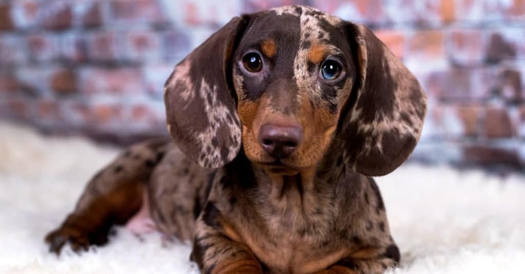 what is the difference between miniature dachshund and a dachshund