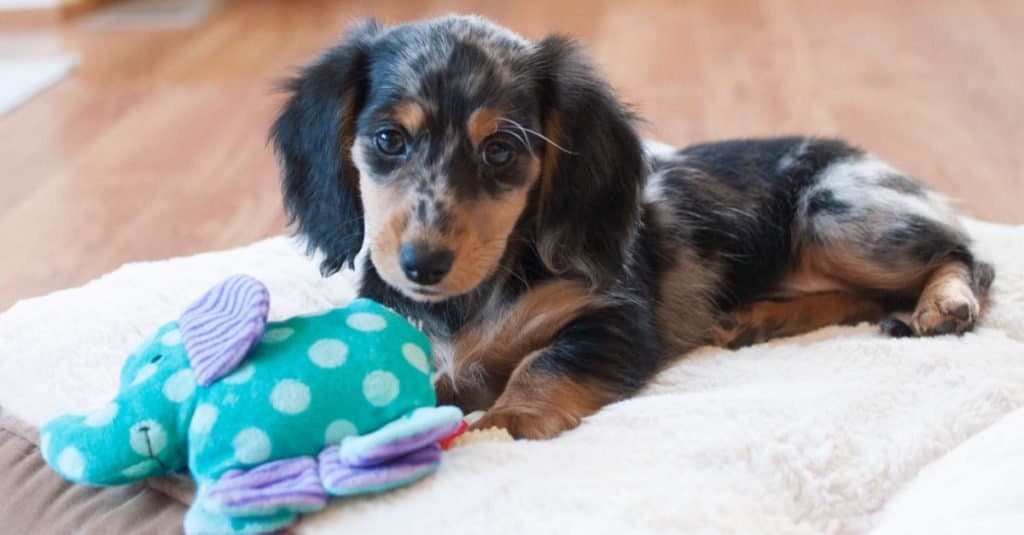 Speckled store miniature dachshund