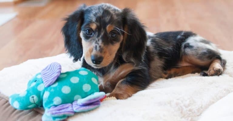 Longhaired Miniature Dapple Dachshund Puppy laying on dog bed with toy.
