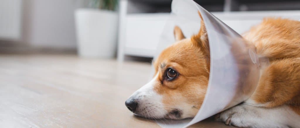 A dog lays on the floor wearing a cone.